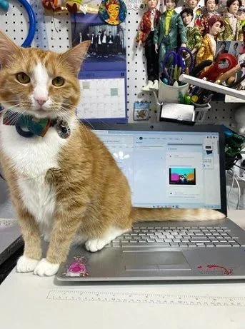 Orange and white cat wearing a bow tie sitting on a lap top