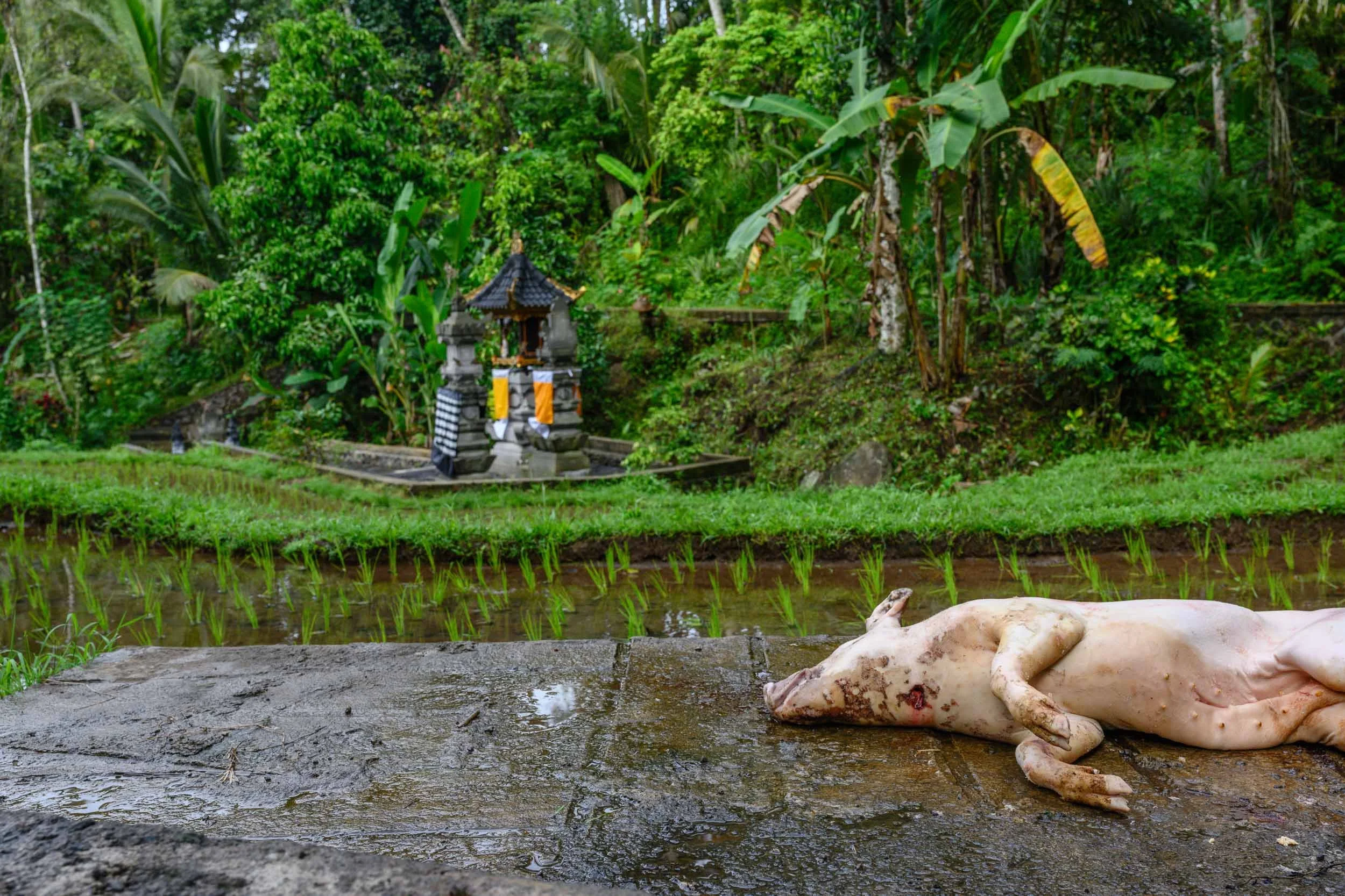 bali_web-32.jpg