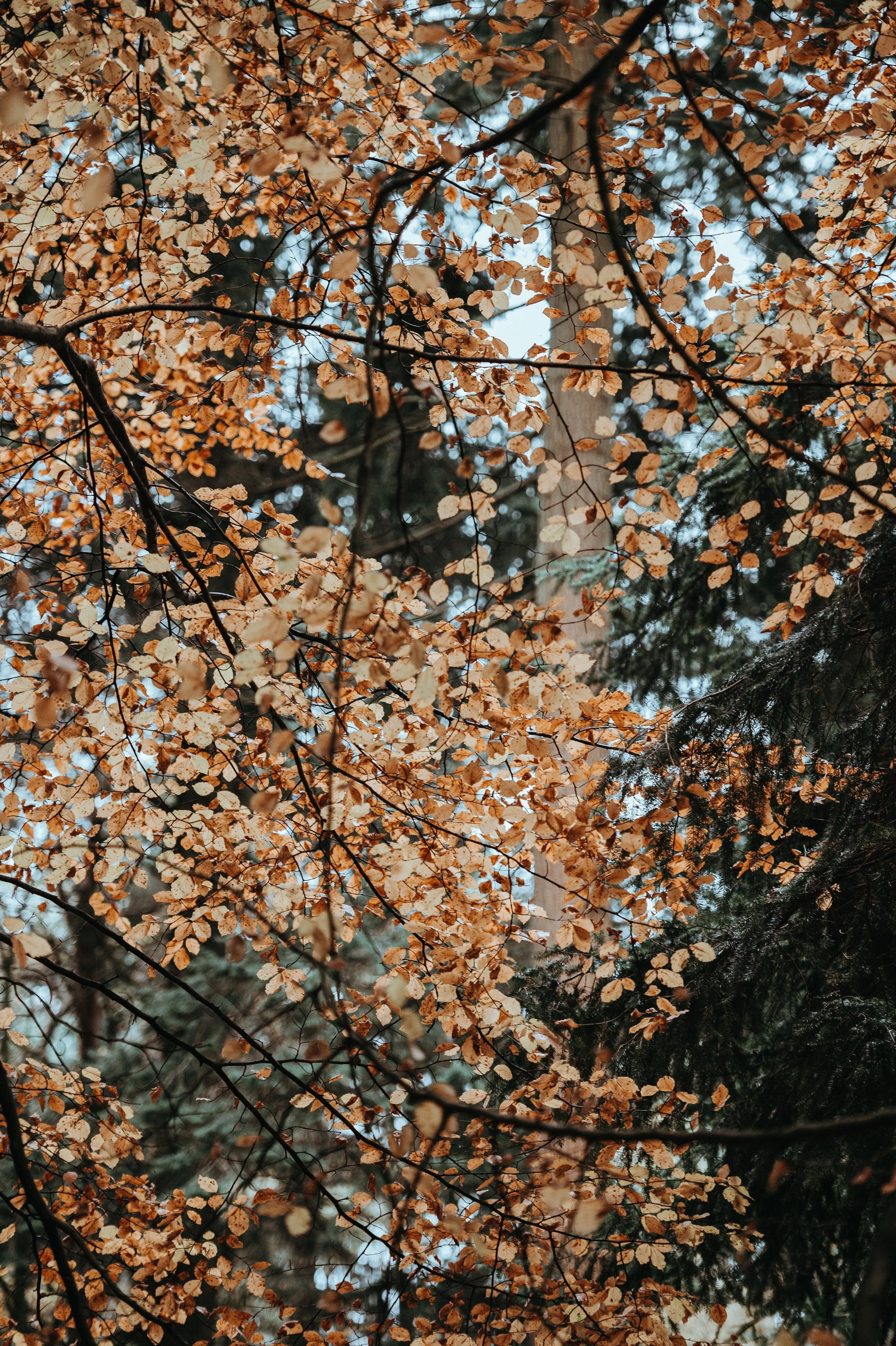 annie-spratt-448376-unsplash.jpg