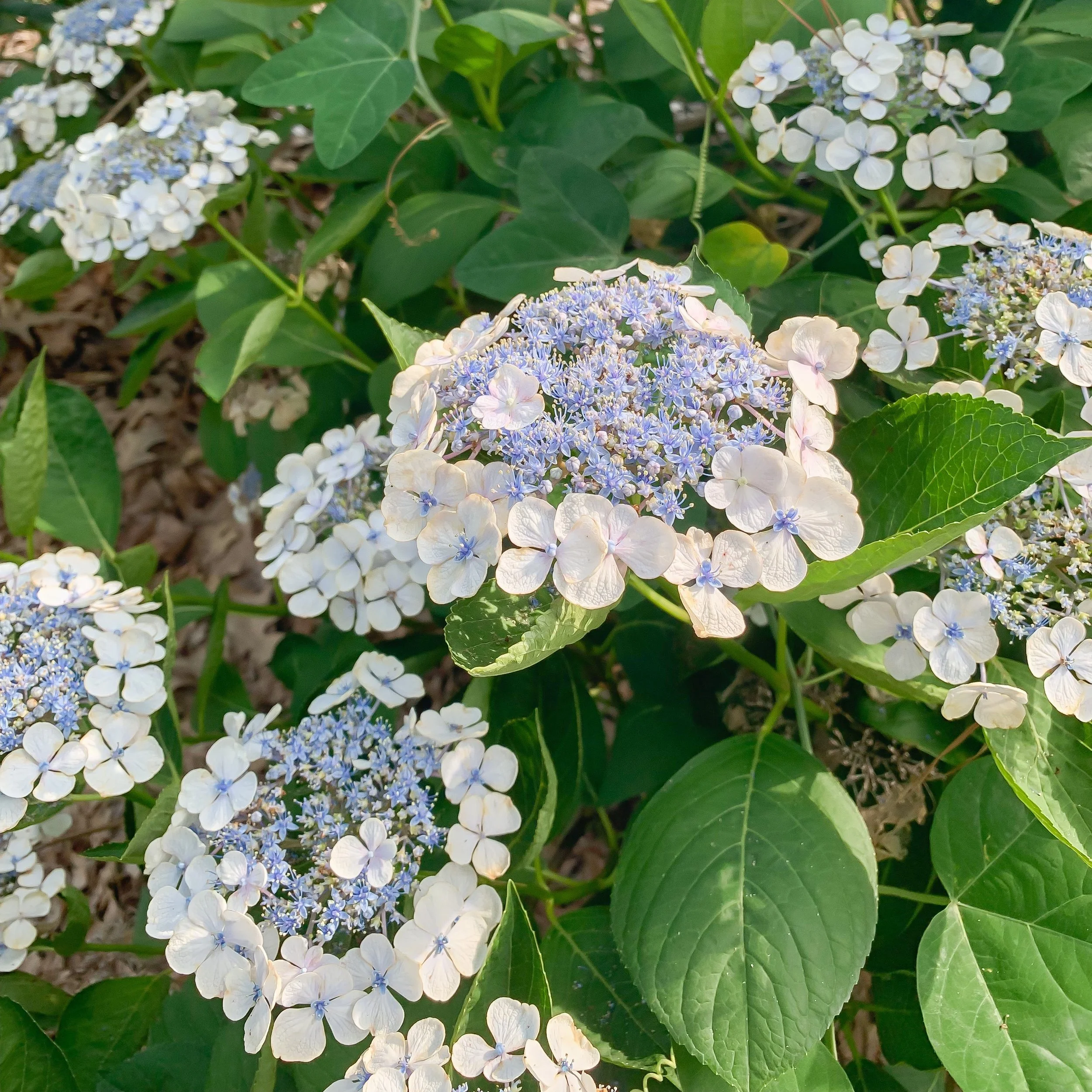 Lacecap Hydrangeas