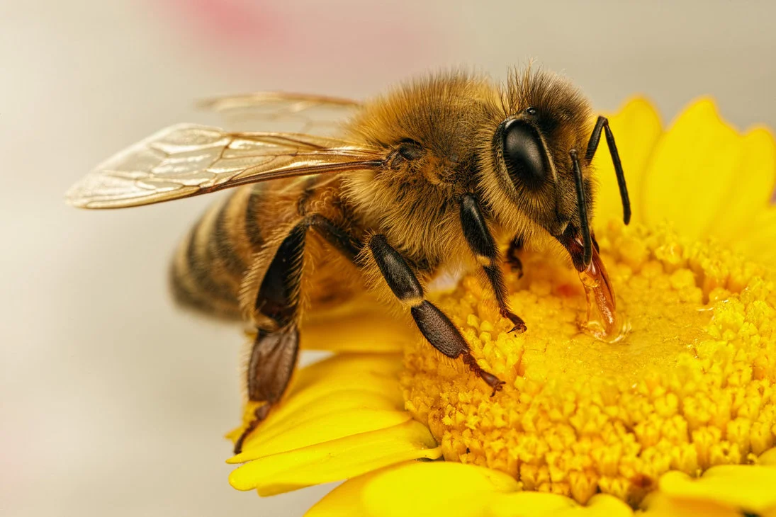 cib bee on flower (1).jpg