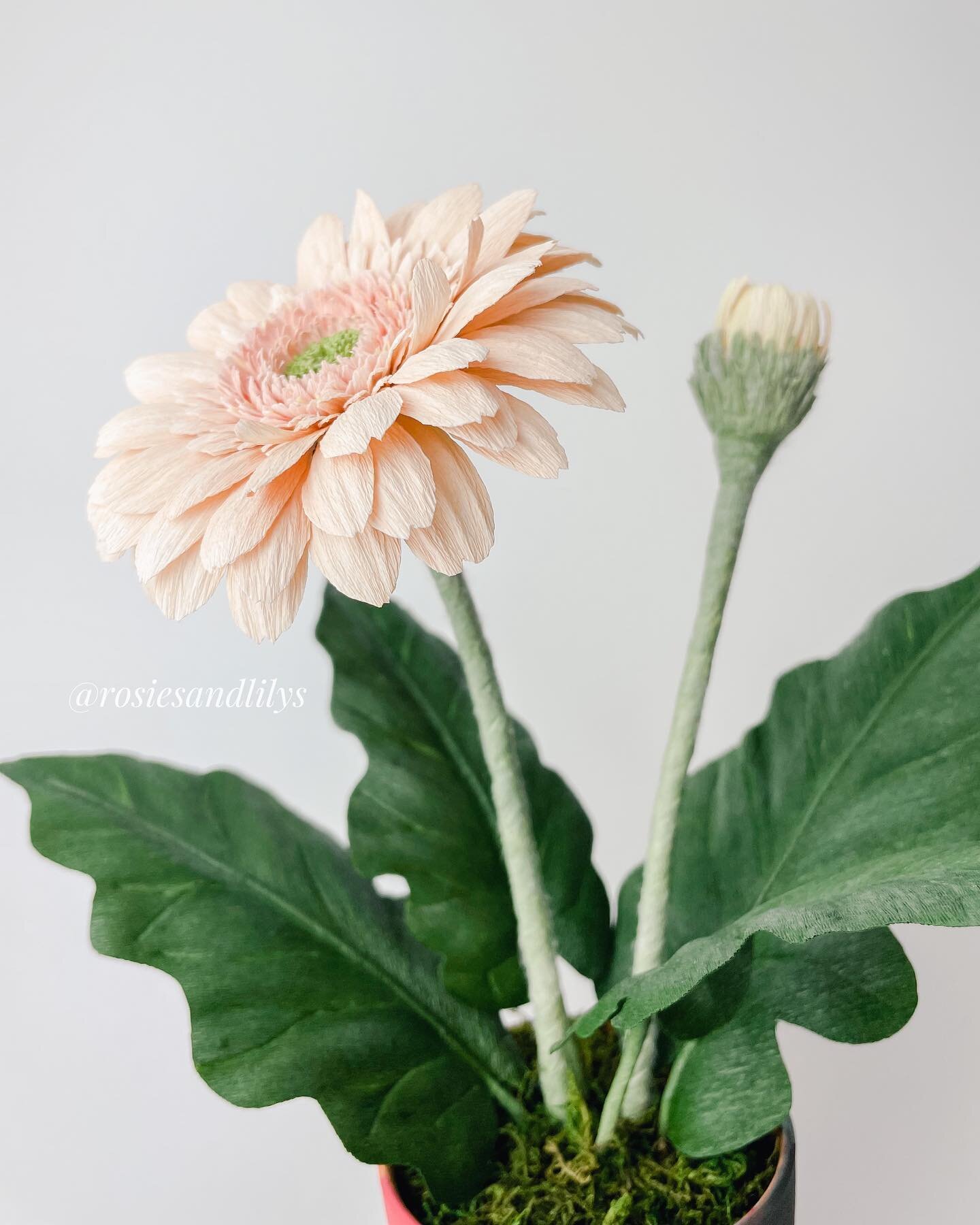 A cute potted gerbera daisy plant for today. The pot was painted by my daughter as a gift to her teacher.  The blooming flower represent the teacher, the little bud represents my daughter growing.  So sweet! 😉
.
.
.
#gerberadaisy #papergerberadaisy 