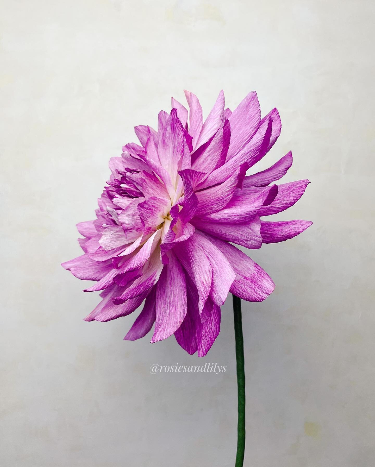 This is a gorgeous dahlia I was inspired to make. She&rsquo;s taught me how to play with different petal shaping techniques to find the right one for her. But I&rsquo;m glad I brought her to life. She was made with white German crepe paper, colored w