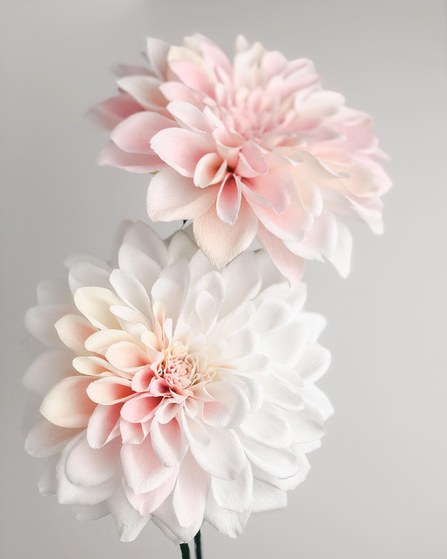 Wishing everyone a Happy Valentine&rsquo;s Day. 💕
.
.
. 

#dahlias #paperdahlias #floralart #paperflowers #paperartist #floralart #handmadeflower #inspiredbynature #springtime #foolthebees #floresdepapel #unreal #inspirewithblooms #makersgonnamake #