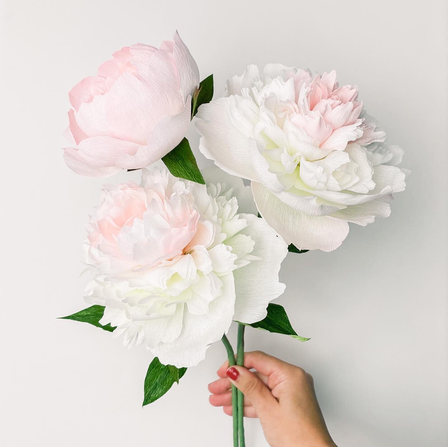 Beautiful peonies for this beautiful Autumn day! Absolutely, why not? 😁 I was going for a replica of the Mother&rsquo;s Choice Peony. So soft and elegant with hints of pink and lemon. Happy Fall!
.
.
.
#peonies #paperpeonies #paperart #floralart #pa