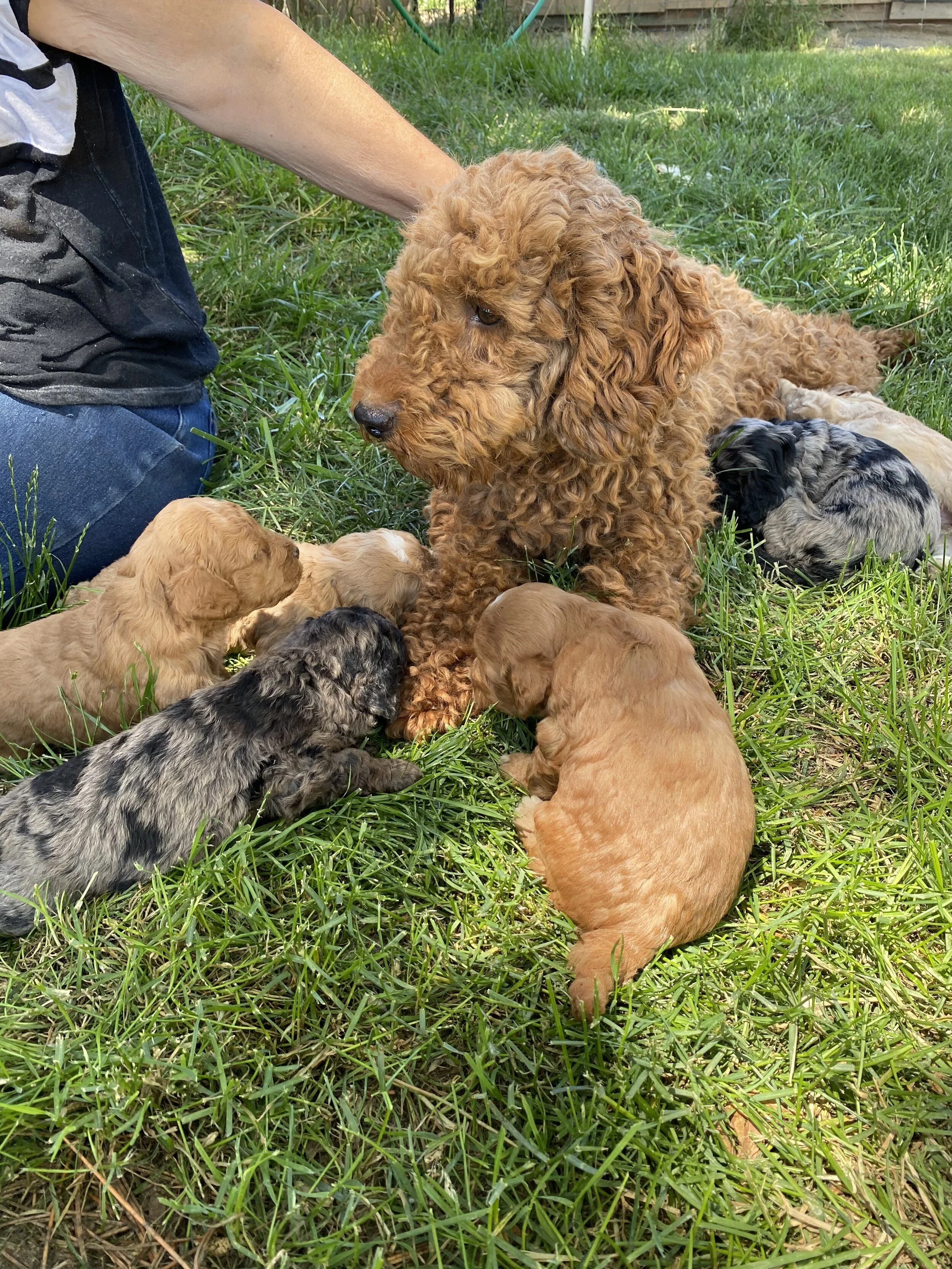 Generations Explained 