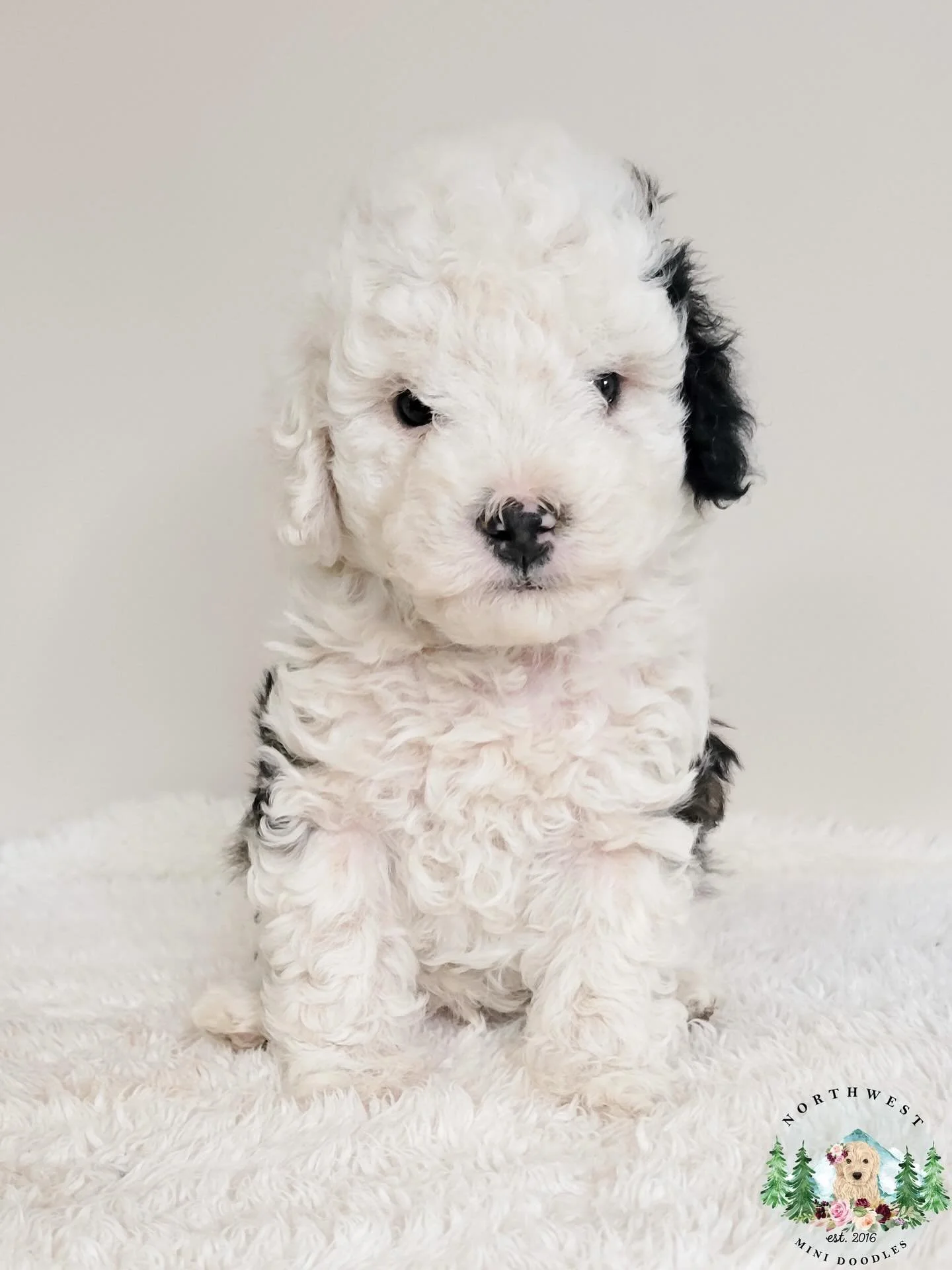 Just the cutest little Panda Puppy 🐼🐕