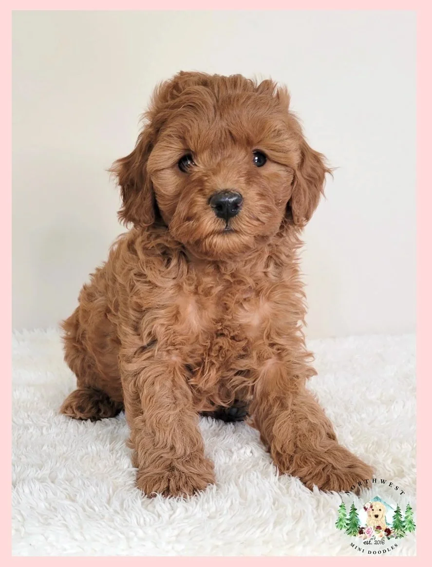 Wow, a whole litter of just GIRLS! 🤩💓 Beautiful litter of Mini Goldendoodles. Estimated adult weight of 22-25 pounds. Vaccinated and ready to go home! $2,200. Come meet us. Call for more information. 208-504-9073