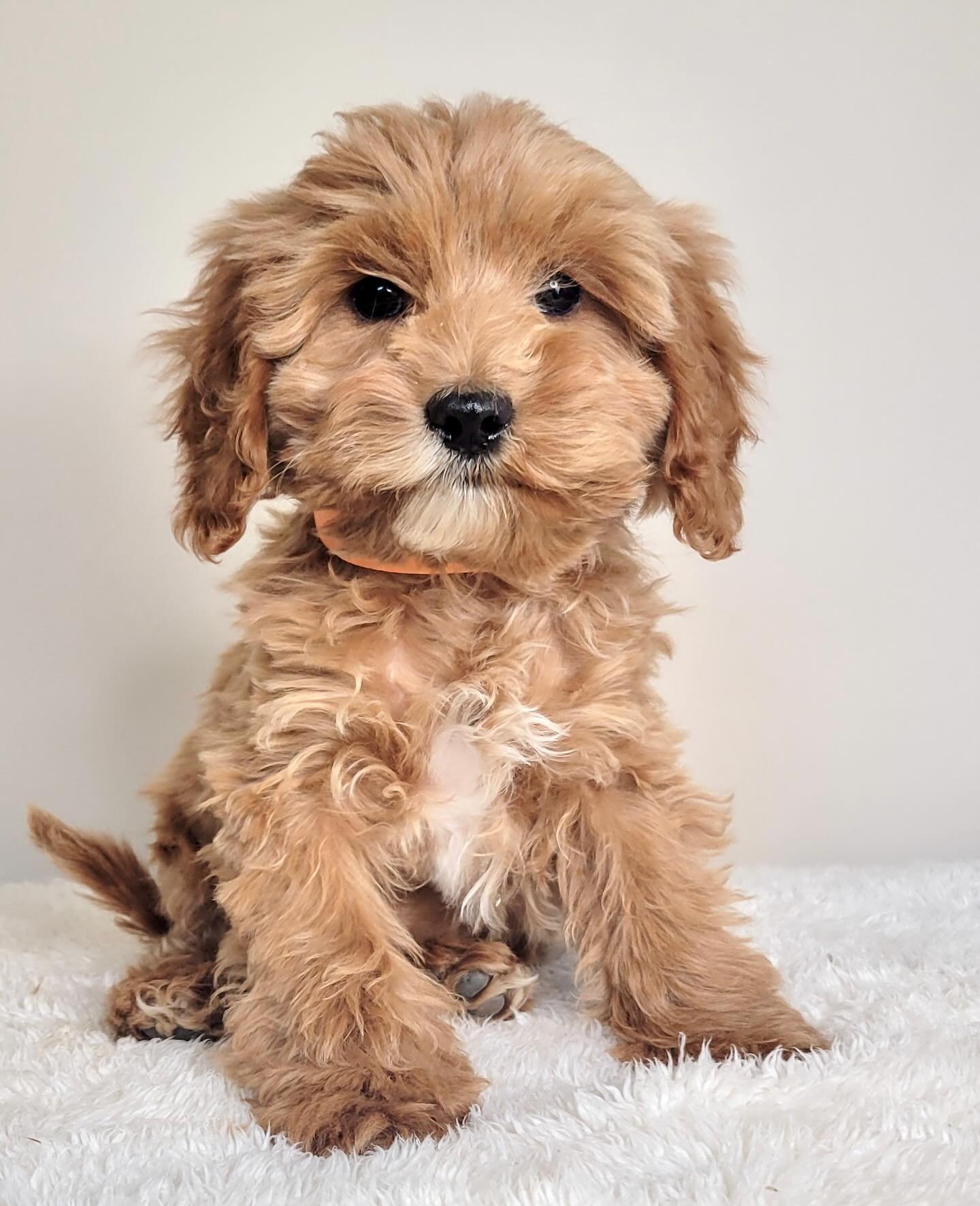 Mini Goldendoodle puppies! Estimated adult weight between 15-20 pounds. Ready to go to their forever homes. Contact us to find out more about FREE delivery options. Priced for quick placement! Boys: $1,600 and girls: $1,800.