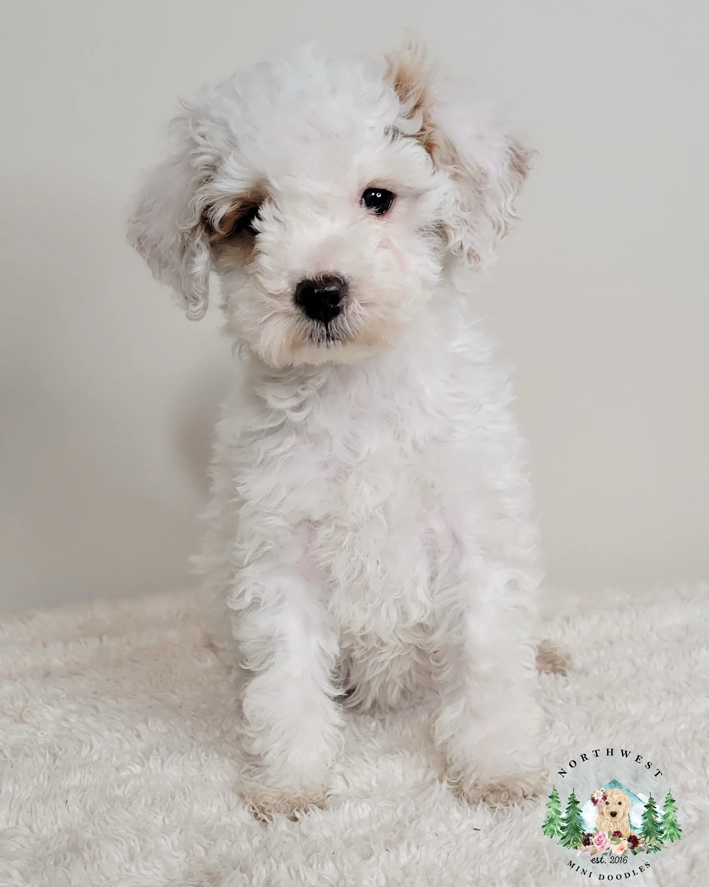 We have Micro Mini Goldendoodle puppies available. Adult weight 12-15 pounds. $2,200. See details on our website (link in bio).