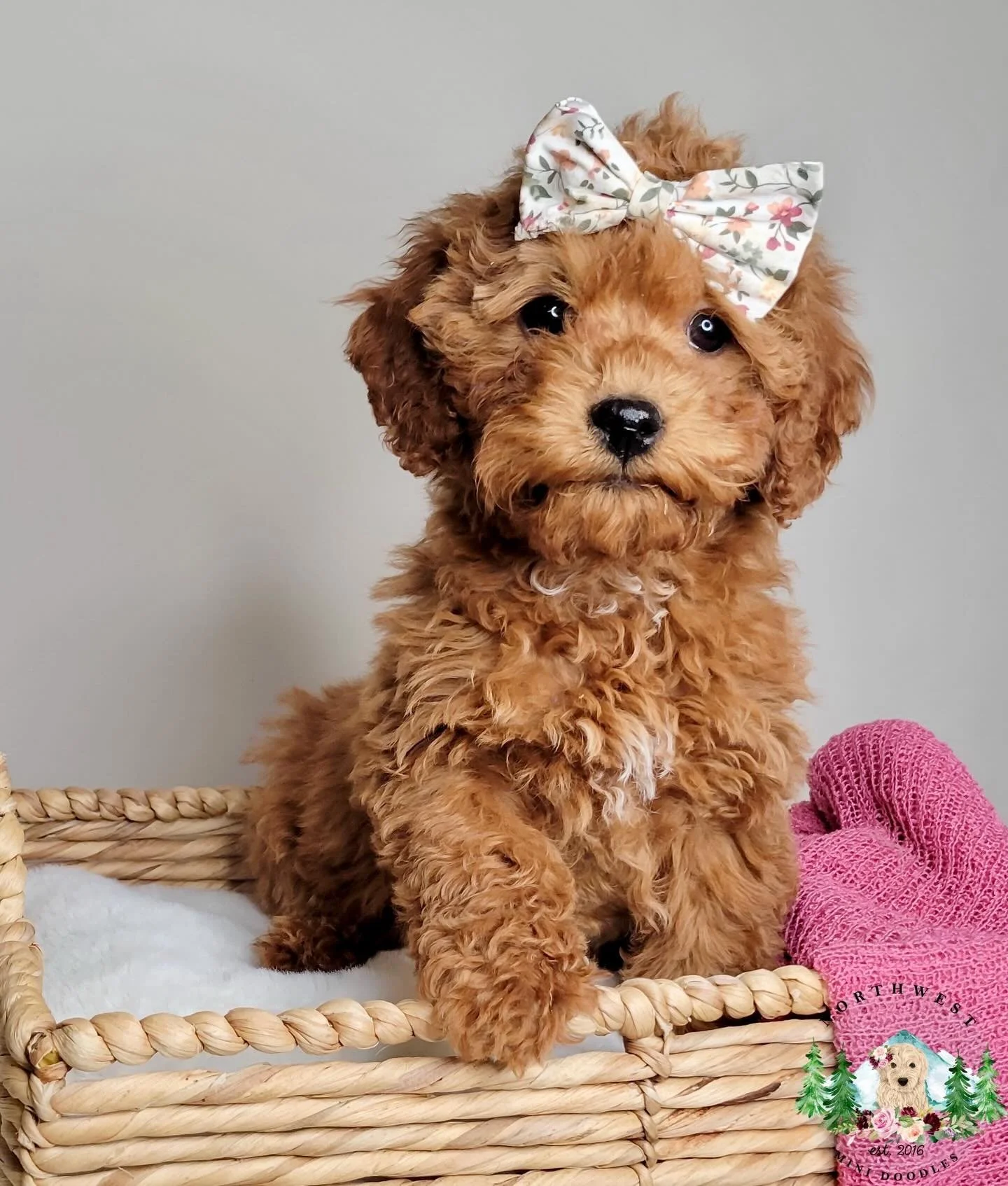 🐶Available Mini Goldendoodles. Ready for their forever home. Estimated adult weight of 17 pounds. Females $2,000 and males $1,800. 🐾
✅ Vet Exam
✅ vaccinated