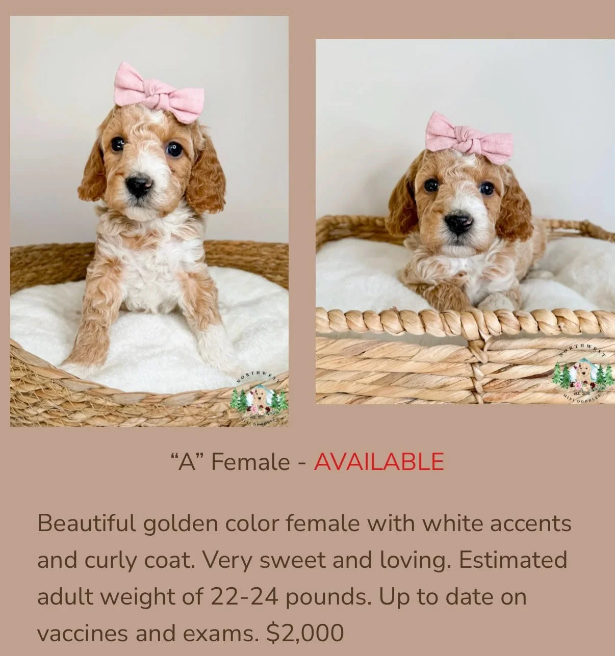 New Mini Goldendoodle litter. Born 2/14/26, ready to go April 11th. Estimated adult weight of 22-25 pounds. $2,000. Free delivery on April 18th to the Portland &amp; Seattle area with deposit on a puppy! Please fill out the adoption application, link