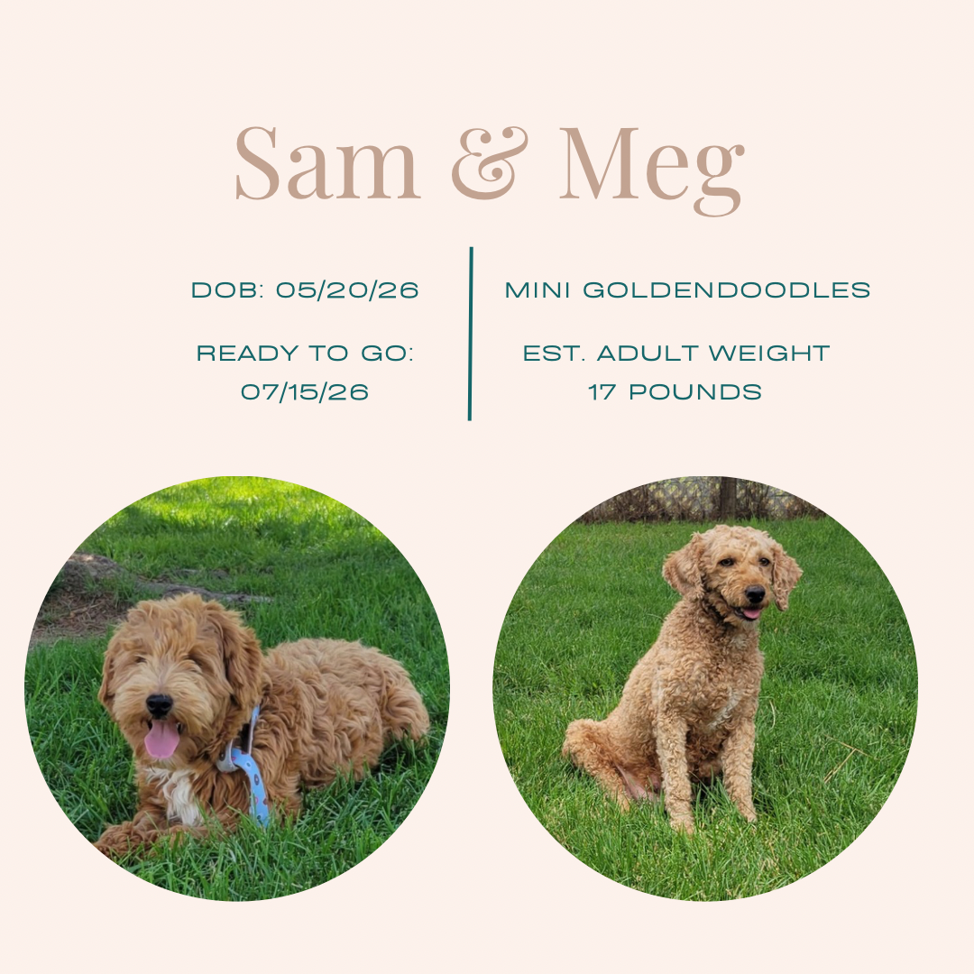 sam_meg.PNG