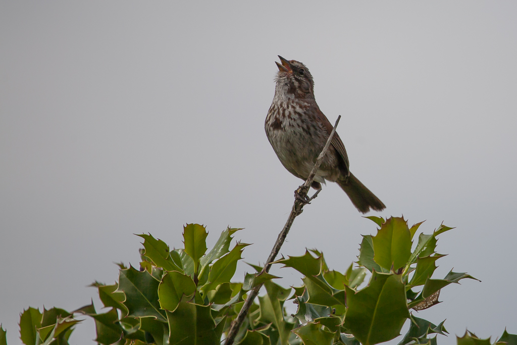 Birds of a Feather -13.jpg