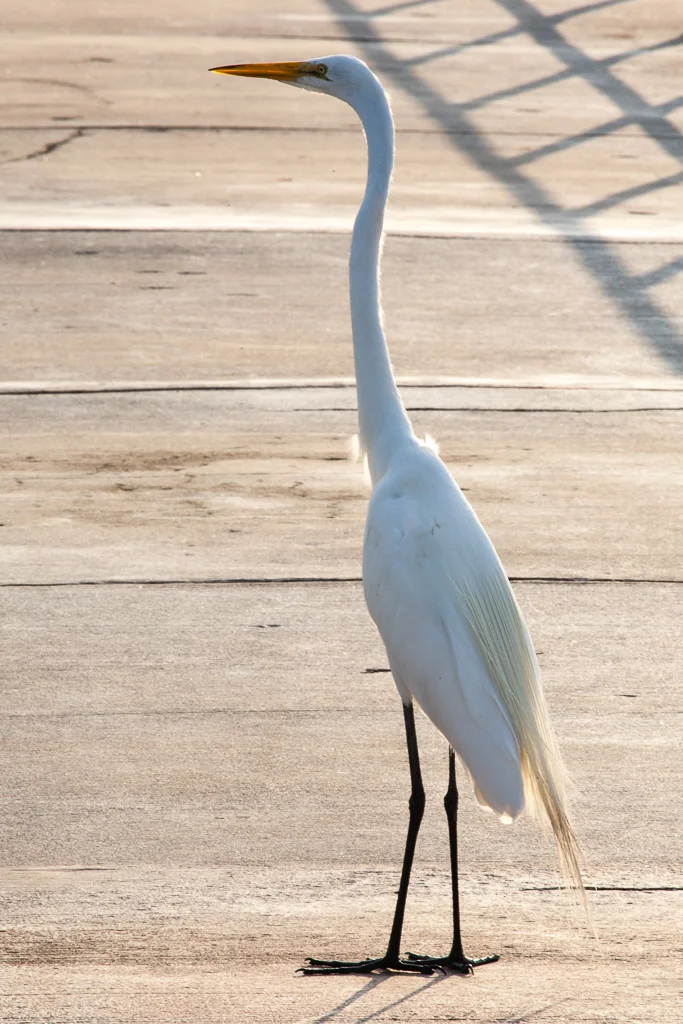 Birds of a Feather -21.jpg