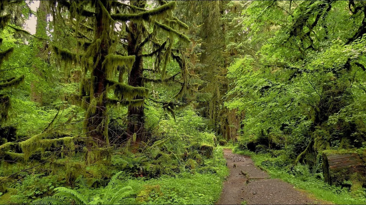 Hoh Rainforest, Olympic National Park, WA