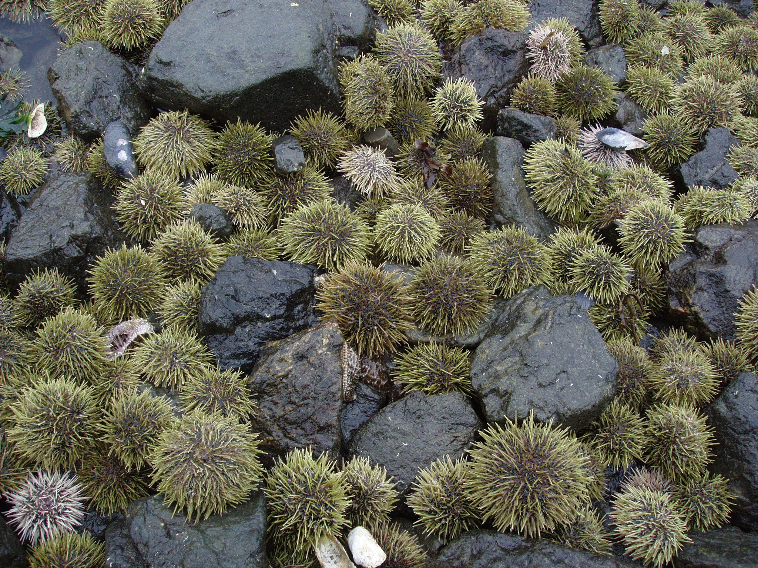 urchin pile, China Poot Bay AK.jpg