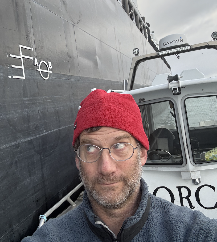Field of blooming white daisies with yellow centers at sunset or sunrise