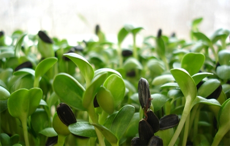 certified-organic-sunflower_sprouts.jpg