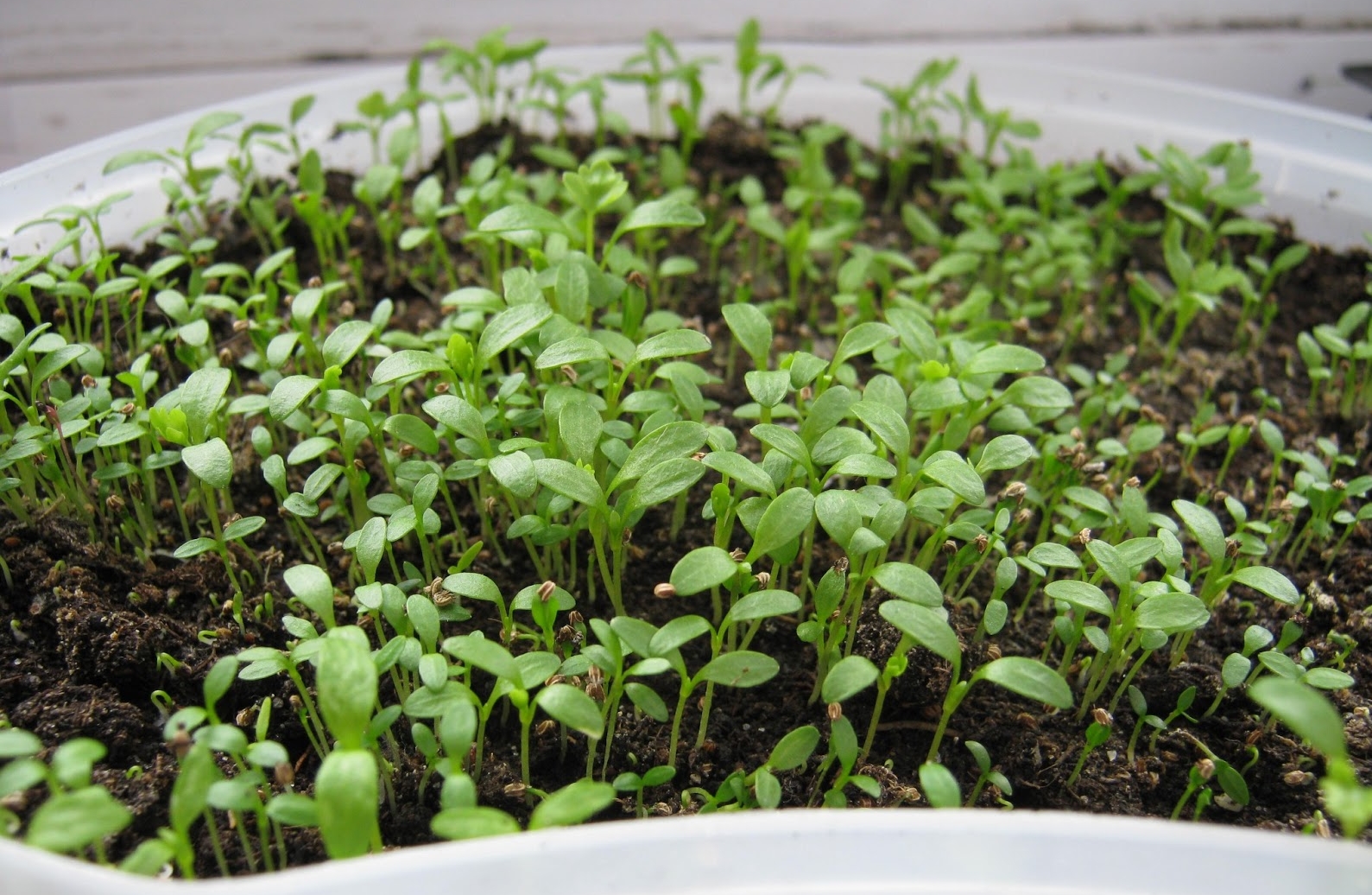 seedlings3.JPG