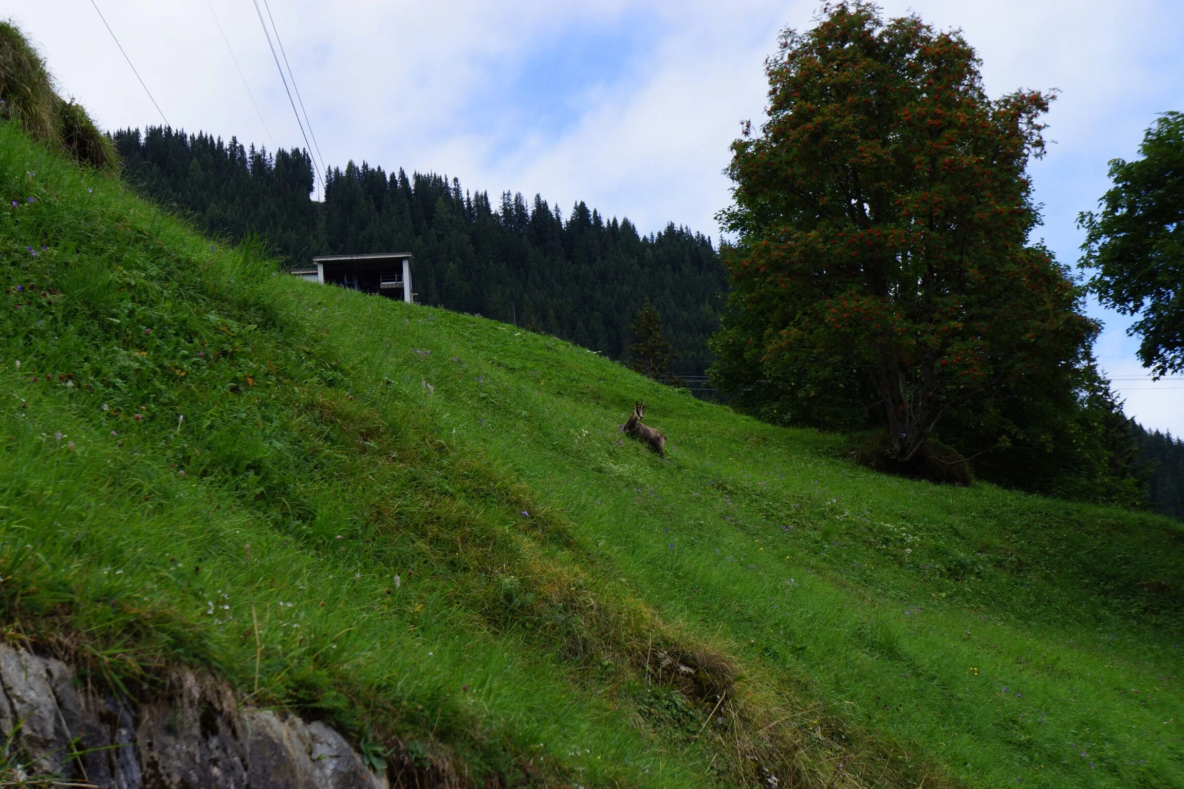 FC43970E-021A-4118-9811-54C151BA01E4.jpeg