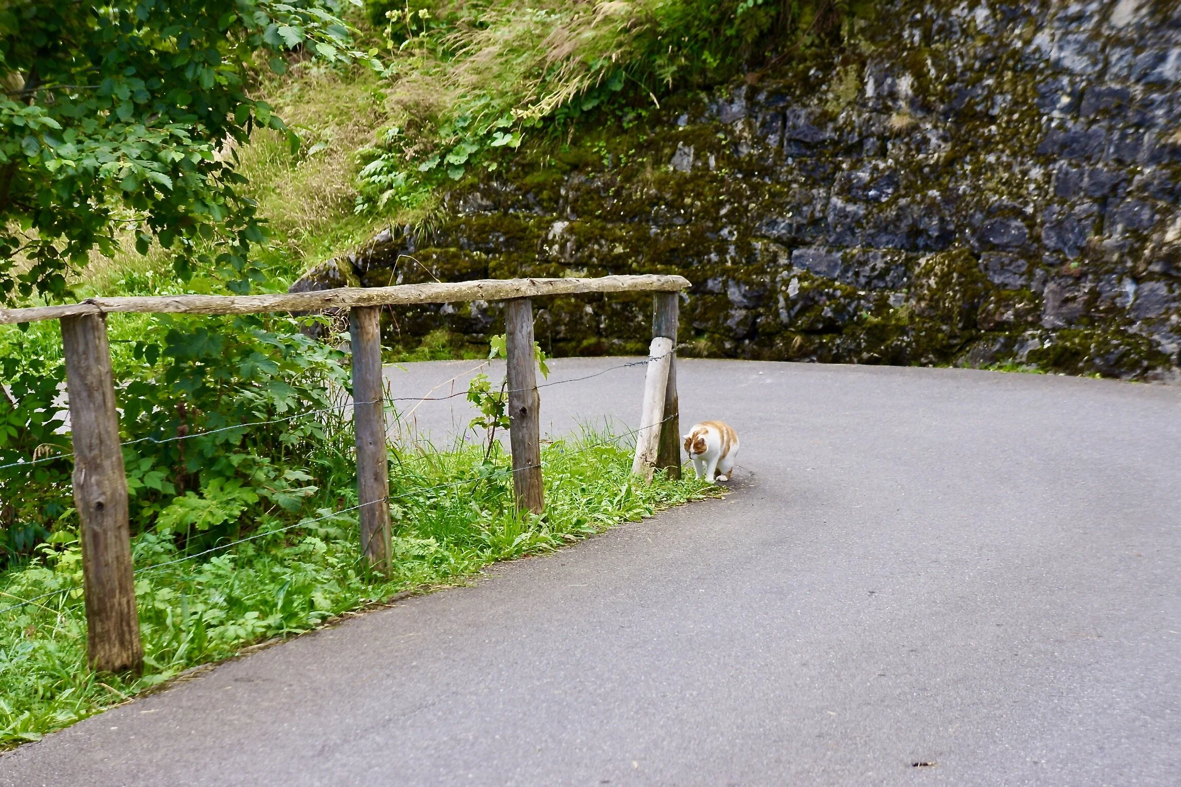 6C2E9F99-3A77-466C-83B4-8ADCBC9571DB_1_201_a.jpeg