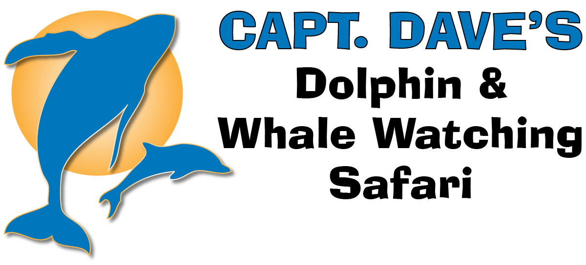 Dolphin+Safari+Logo-01.png