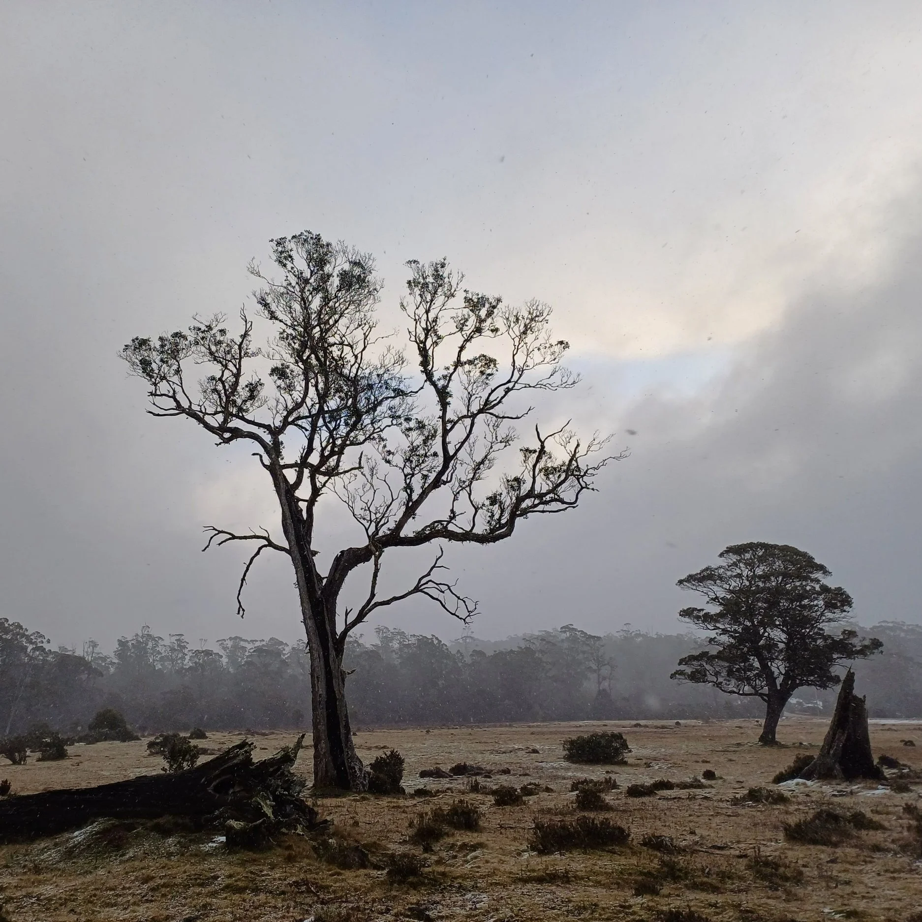 The Chilean Community in Australia