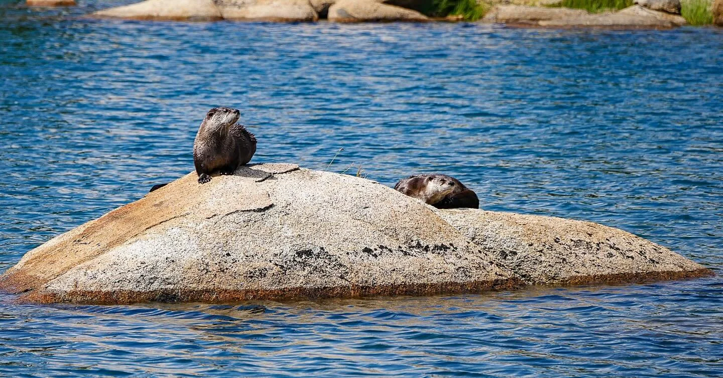 62/365 \ otters at 9,000 ft, this was during a pack trip into the Emigrant, I was poking around some smaller lakes and happened upon these guys, wildlife photography is a style that I would love to learn more about because it combines so many passion