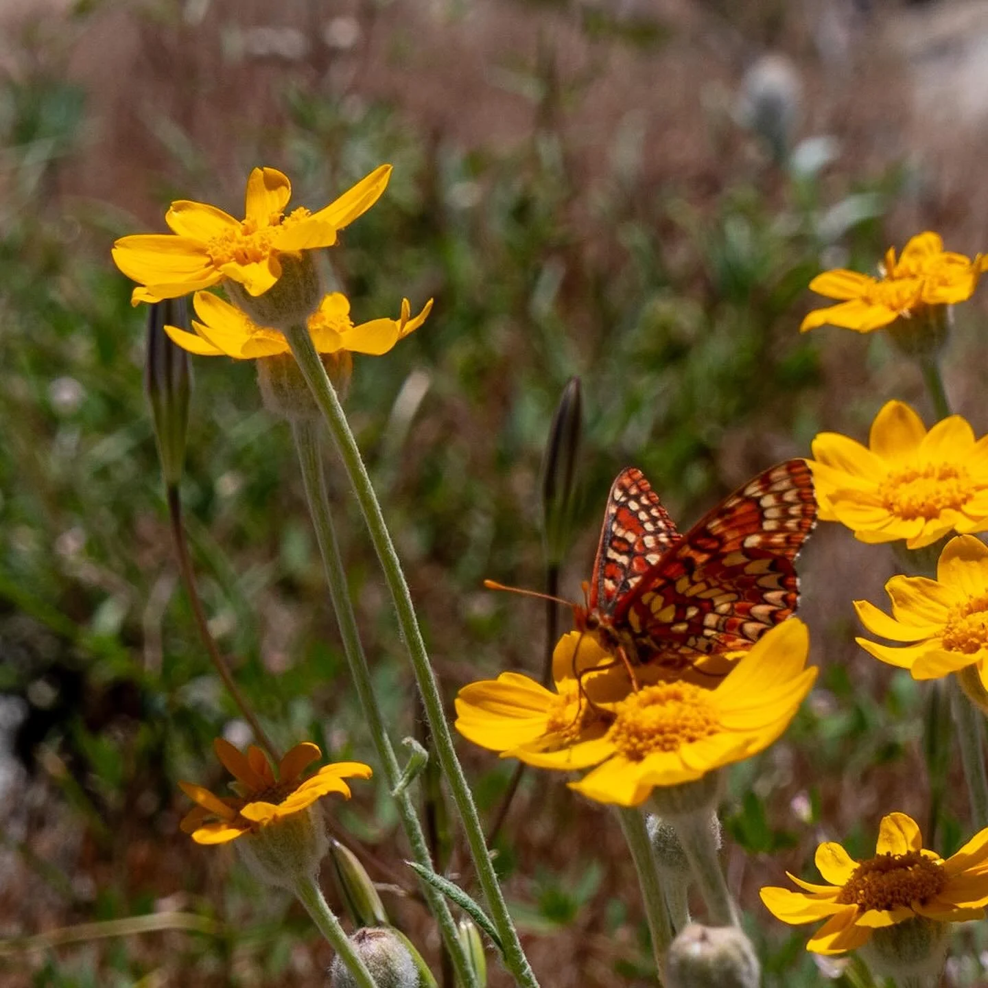 146/365 \ a Northern Checkerspot butterfly atop what (I think) is an arnica (seed-spring, nodding, heart-leaved, Sierra, soft or twin?), probably a Sierra

#gx85