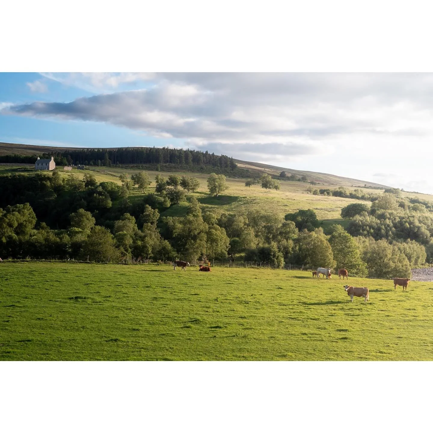 150/365 \ cows and cottages

#gx85