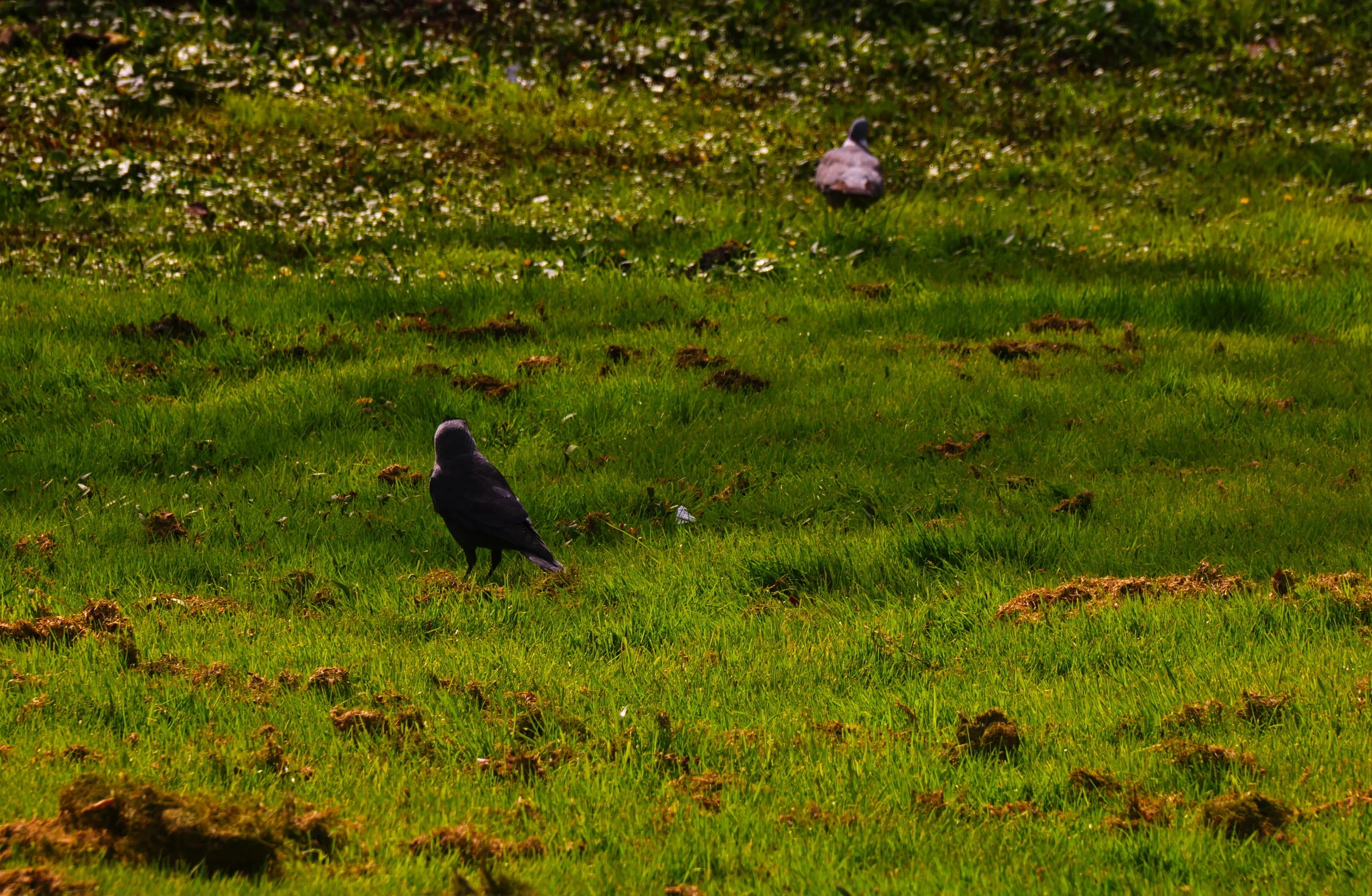 Birdwatching Bird