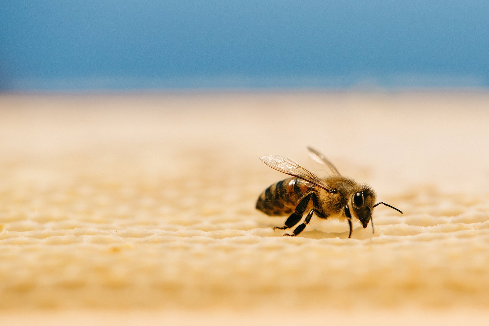 sheny-leon-beekeeping-photography-marthas-vineyard-92.jpg