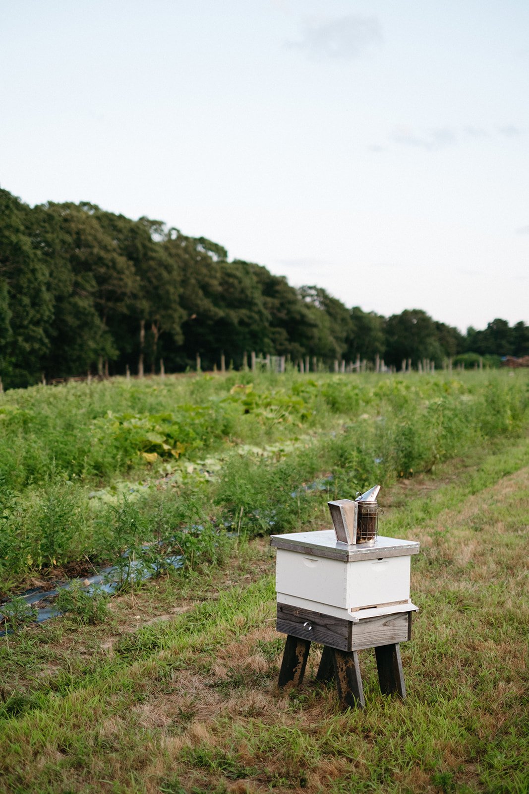 sheny-leon-beekeeping-photography-marthas-vineyard-122.jpg