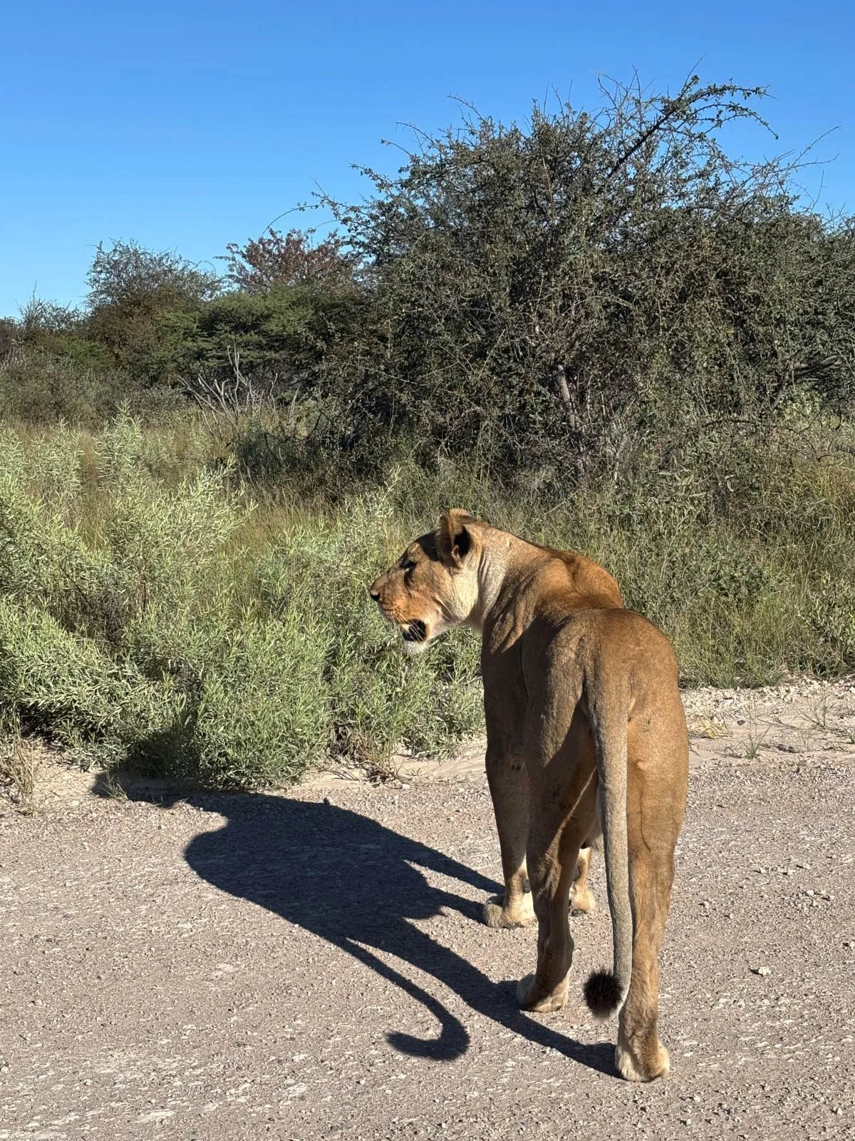 photo-namibia-lion.jpg