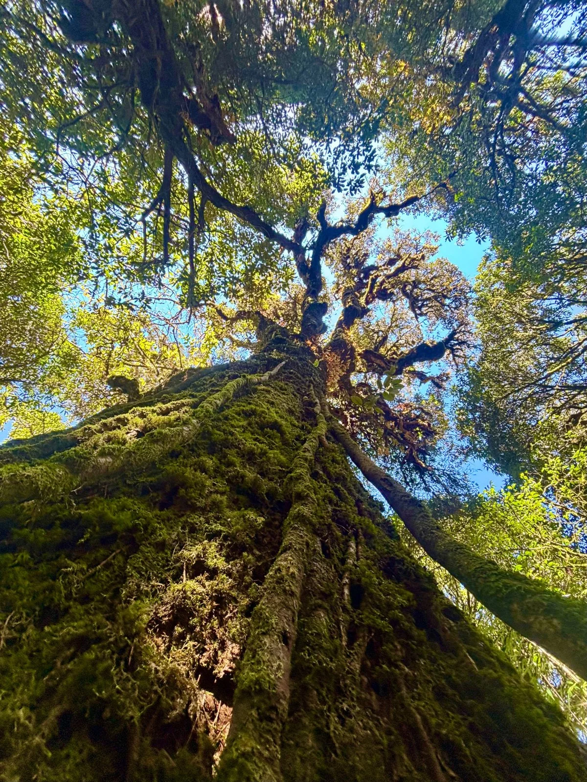 photo-vietnam-jungle.jpg