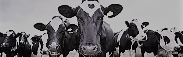 Cows 5.jpg