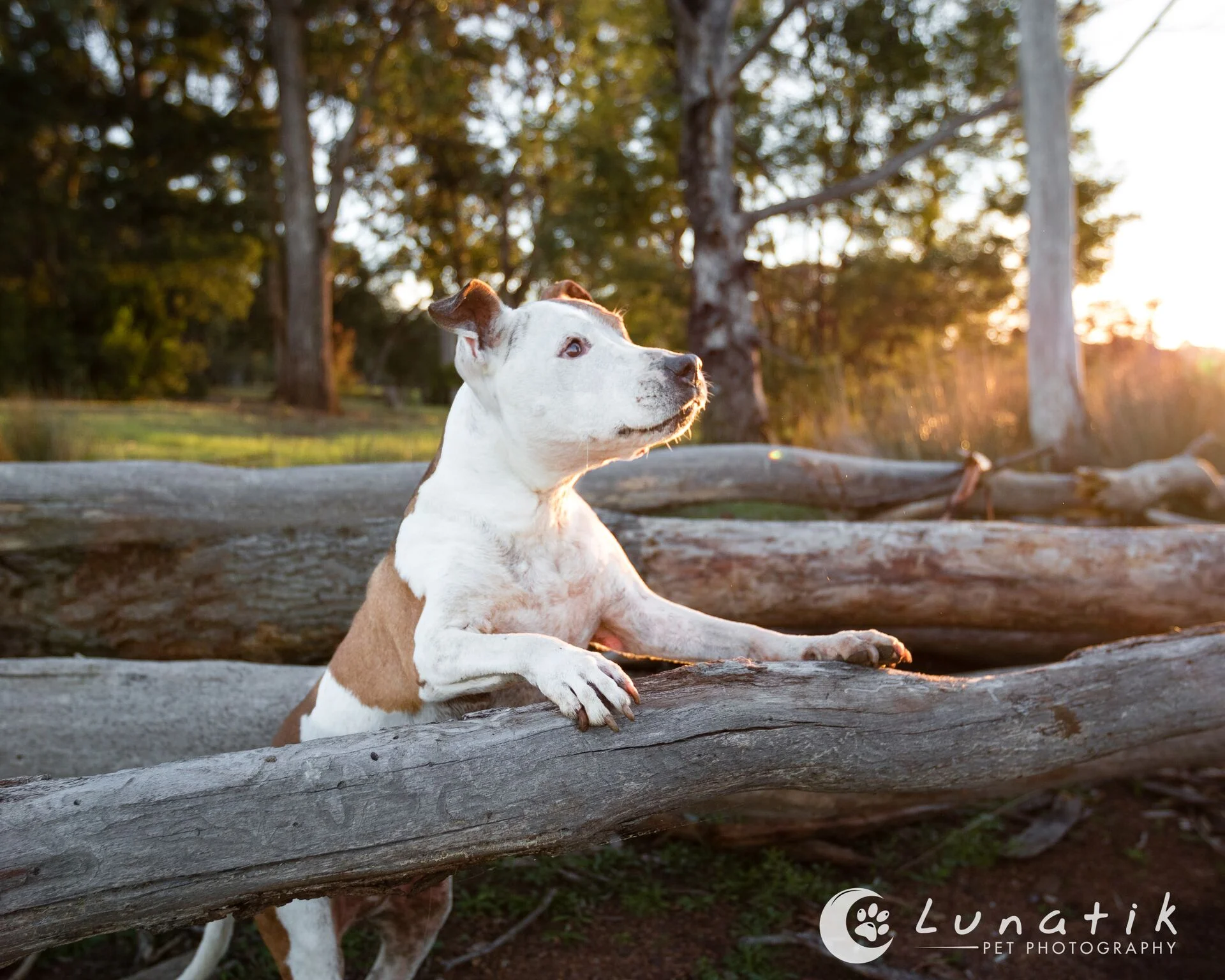LunatikPetPhotography.jpeg