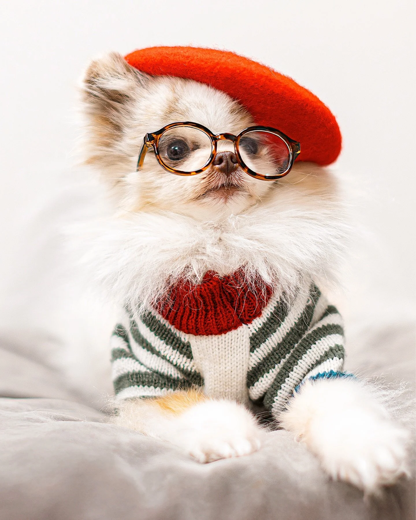 Cozy sweater weather, but make it couture. 🧣🐶 

@cornelius.the.pom 

#DogsofInstagram #InstaDog #DogsOfIG #Pomeranian #FluffyDog #CuteDogs #Petstagram #DogLovers #PamperedPup #DapperDog #DogFashion #StylishDog #PetStyle #DogOutfit #BeretStyle #Swea