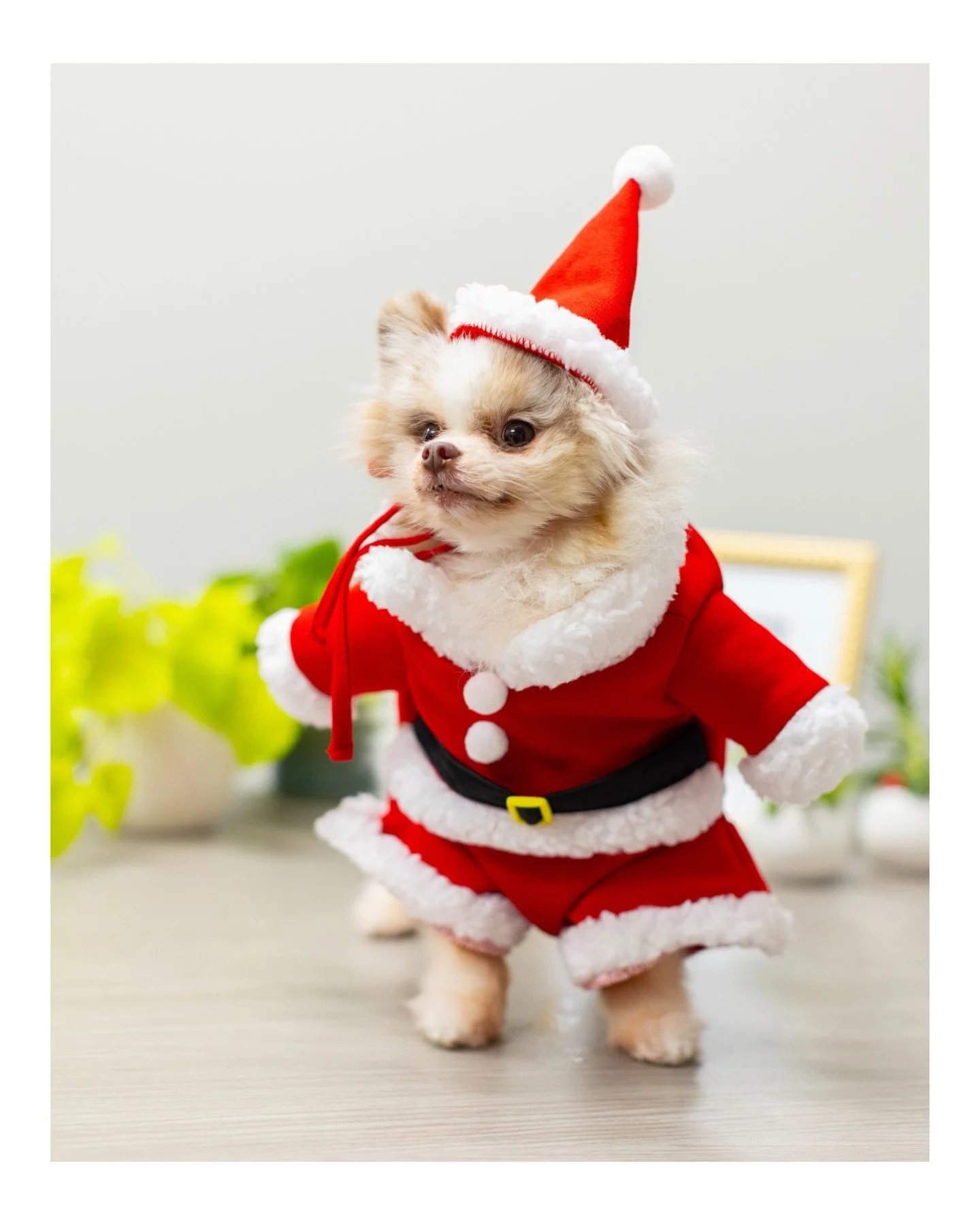 Santa&rsquo;s smallest helper reporting for holiday duty 🎄🐾. Merry Christmas Everyone!

@cornelius.the.pom 

#dogsofinstagram
#christmasdog
#christmasvibes
#petsofinstagram
#holidayseason