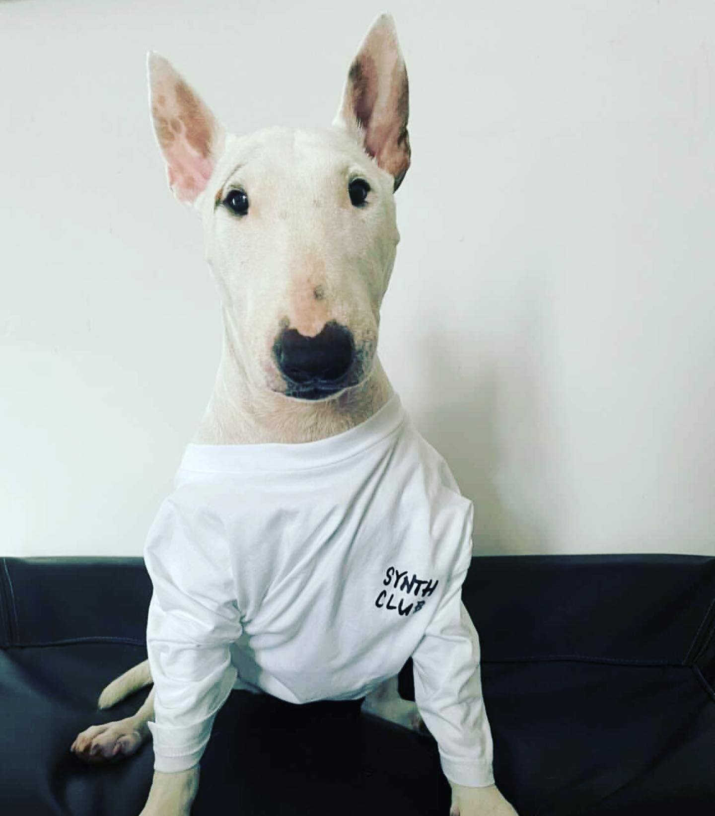 OMG
-
Loki strikes back in her Synth Club T shirt.
-
Available in human sizes on the Rex store. Link in the usual place!
-
#bullterrier