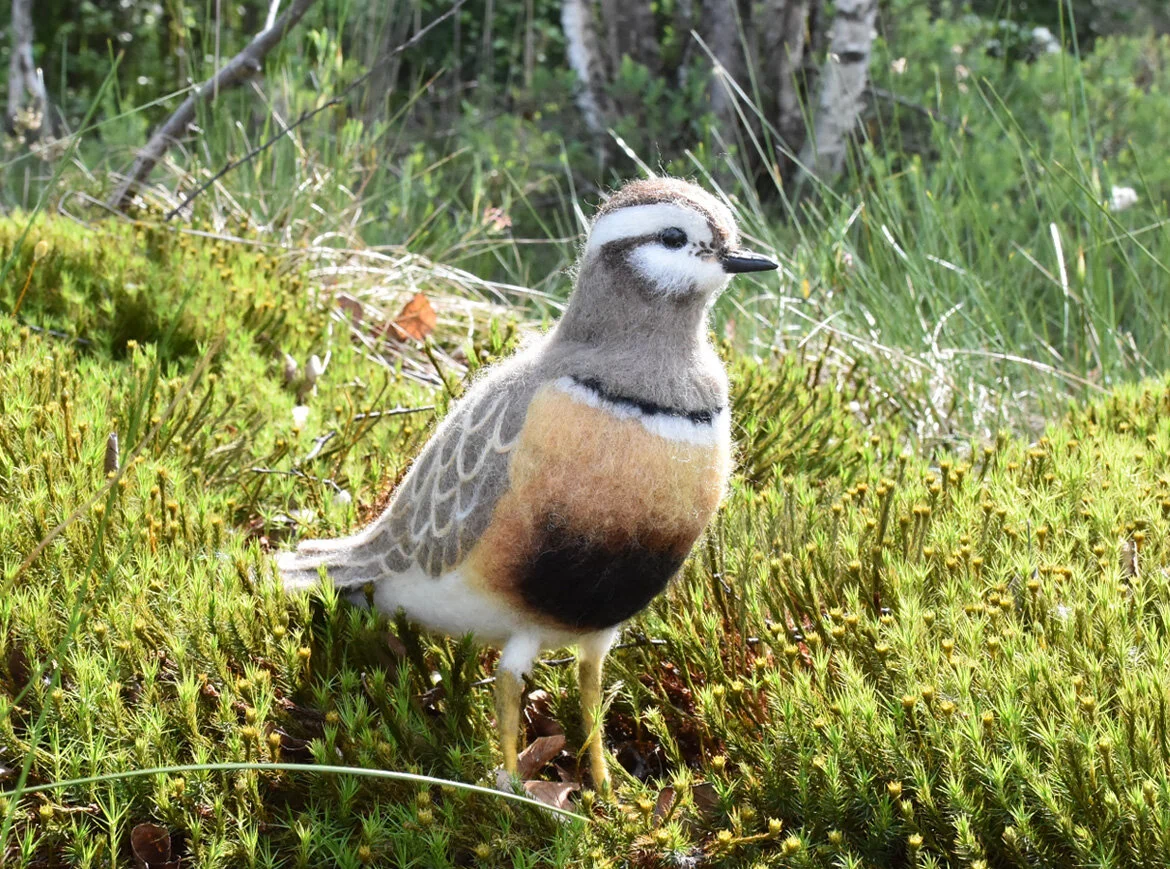 dotterel.jpg