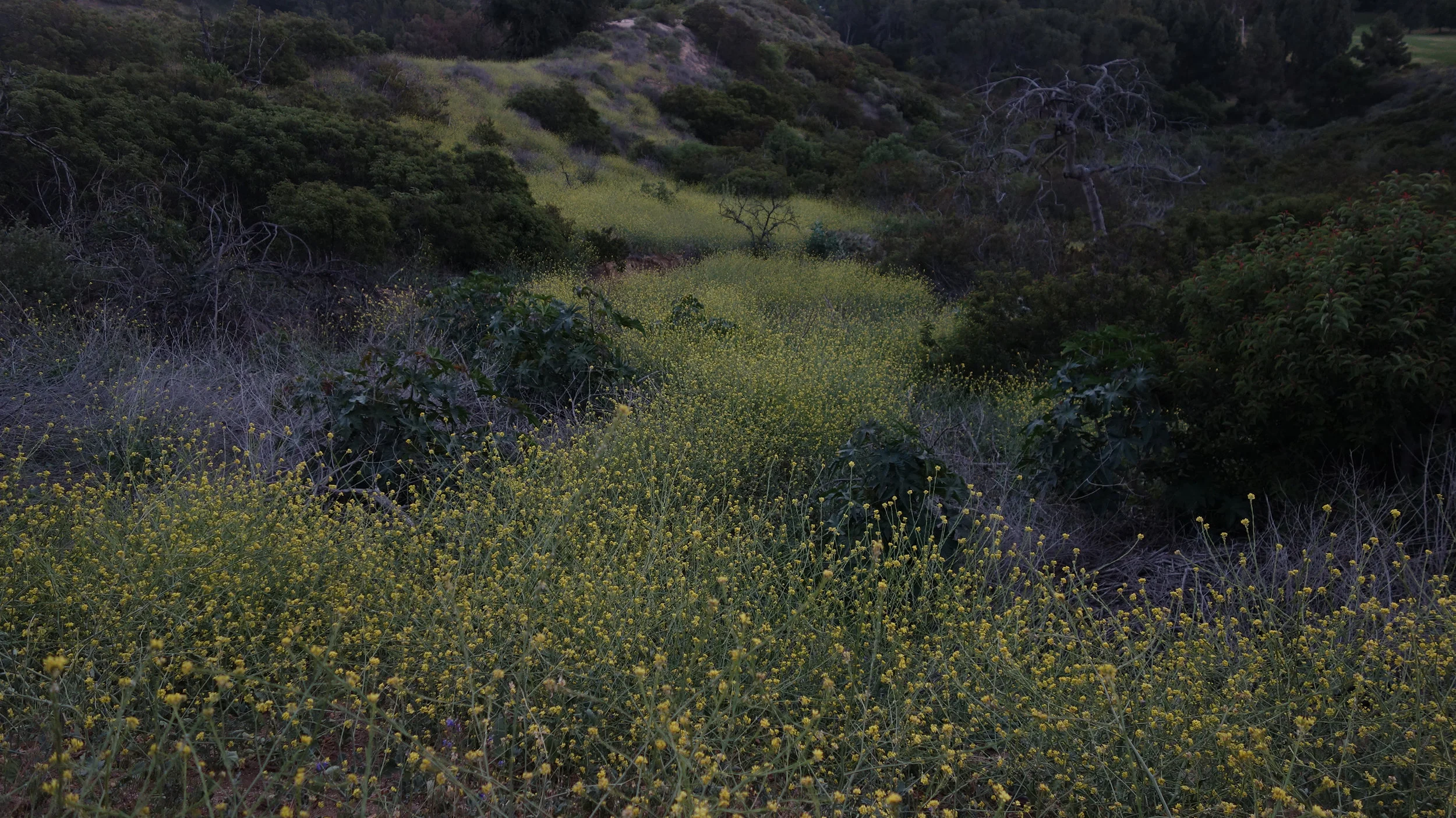 38_Wildflowers_Phoenecia.jpg