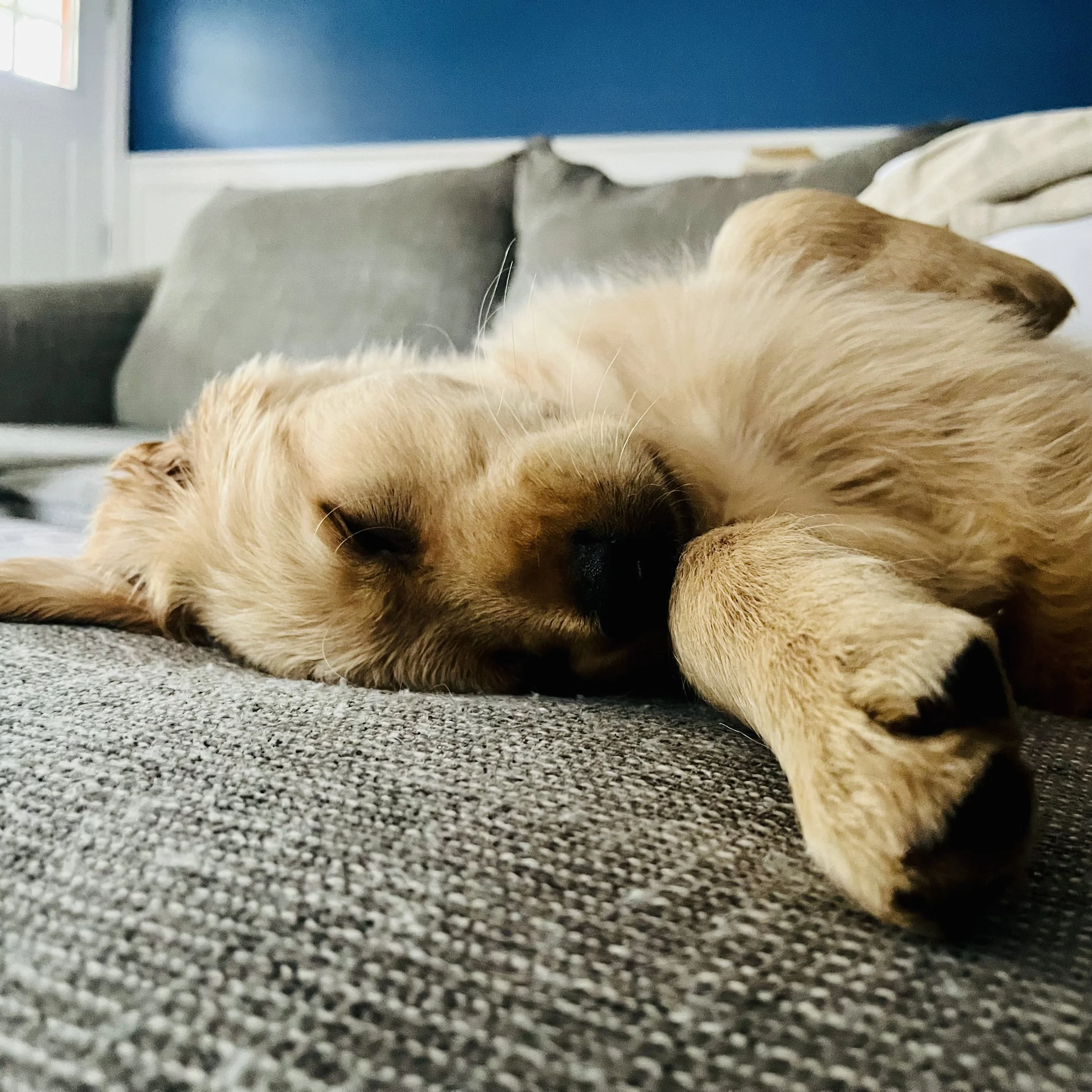 The Dog that Healed Me