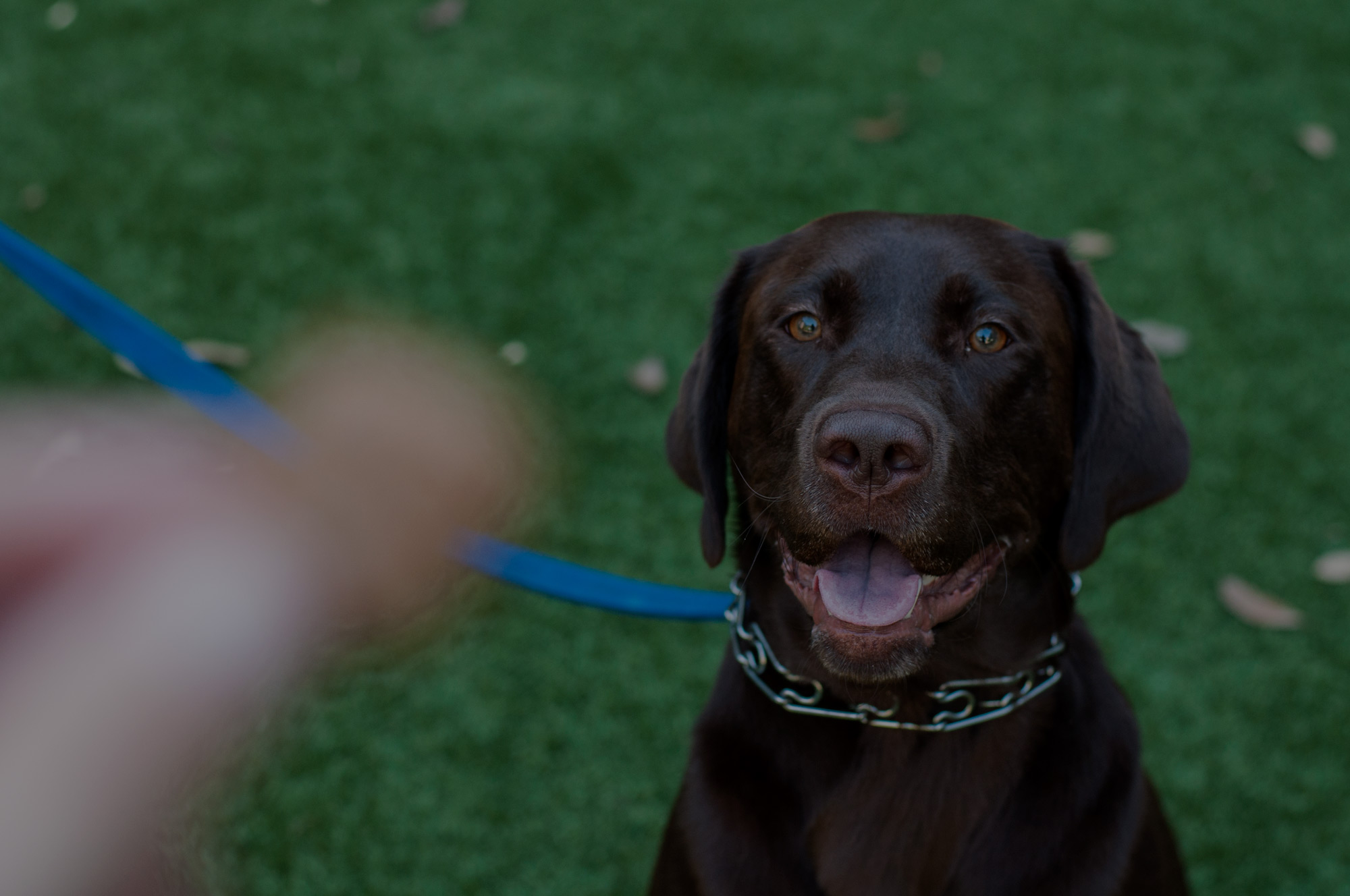 Craft Canine Treats Craft Canine Treats