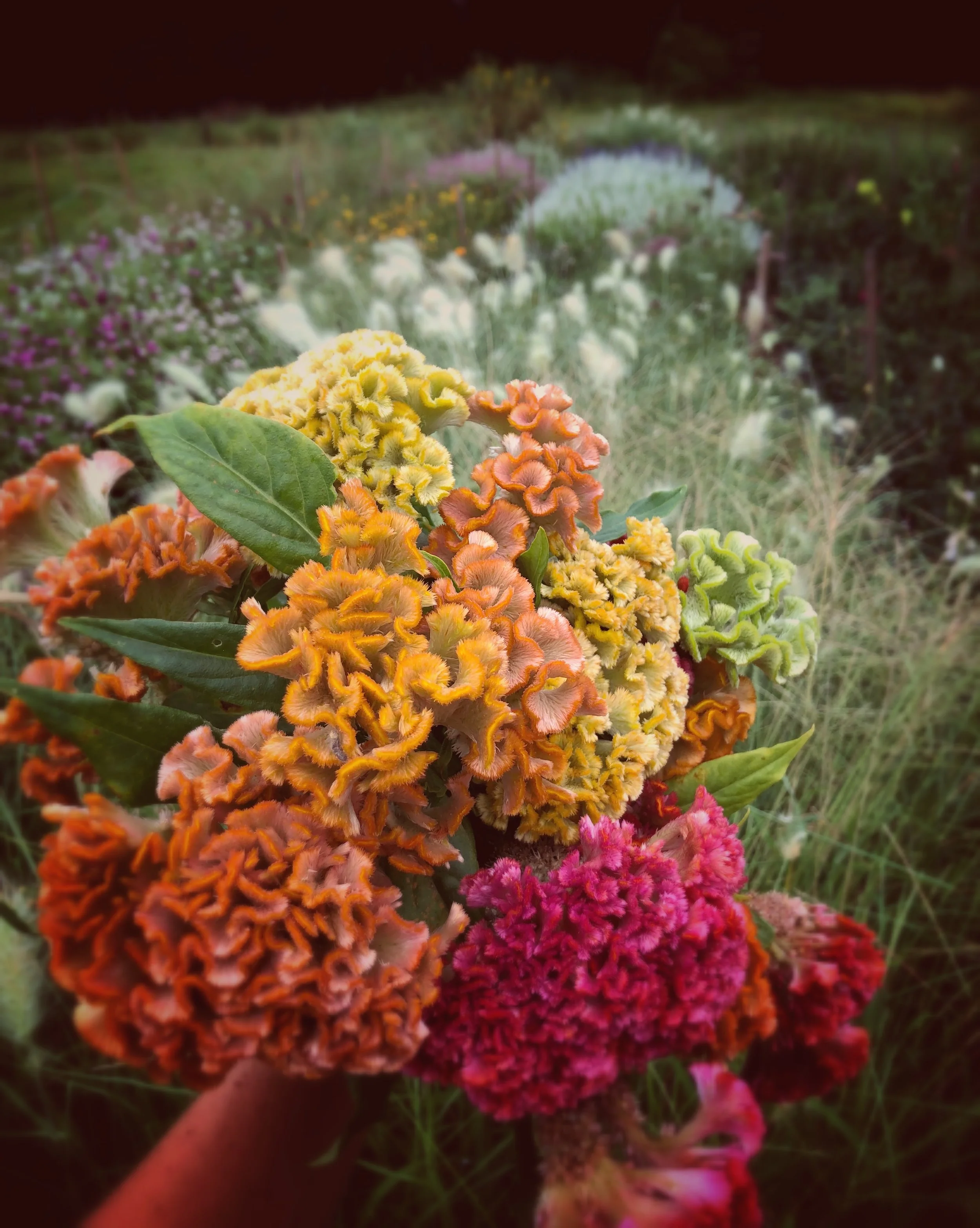 Bombay celosia.jpg