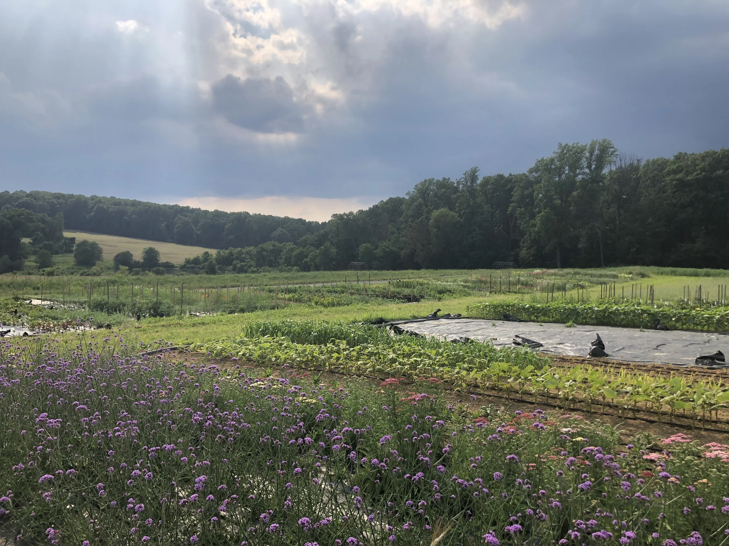 spring field.jpg