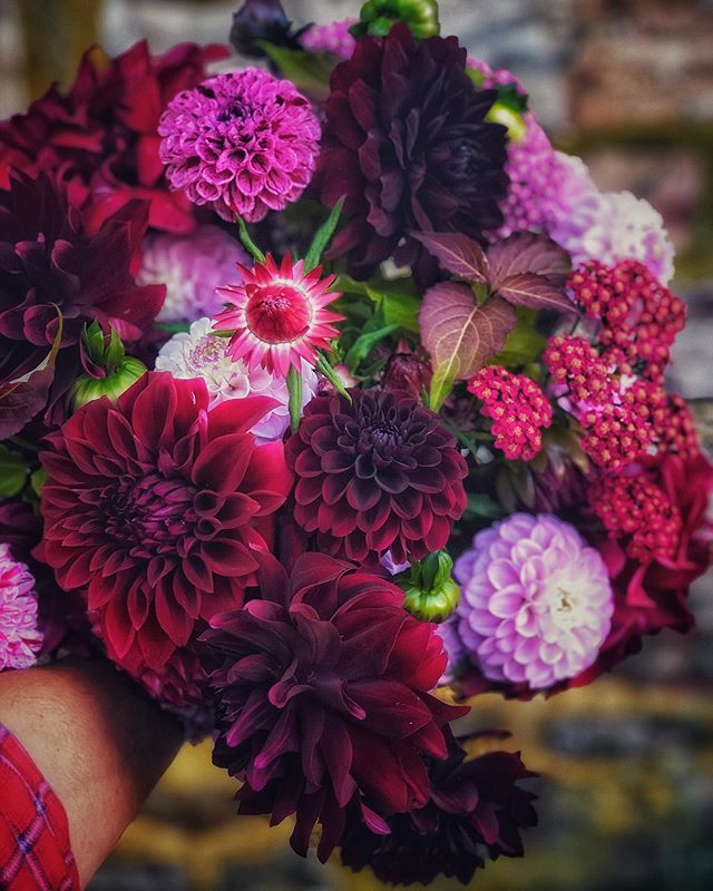 For Mom, my dahlia Queen. ⁣
⁣
⁣
⁣
⁣
⁣
⁣
#dahlias #dahlia #ayearinflowers #dahliaseason #handtiedbouquet #burgundydahlias #fallflowers #darkandmoody #purpleflowers #flowerfarm #flowerfarmer #flowerfarmerflorist #emmaus #lehighvalley #organicflowers #l