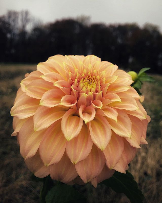 No sign of sun in these parts today, so here&rsquo;s a glowy face to shine a little light your way. ⁣
⁣
I found a handful of perfect blooms yesterday during field cleanup. Most of them blown over and lying on the ground (so the bugs didn&rsquo;t noti