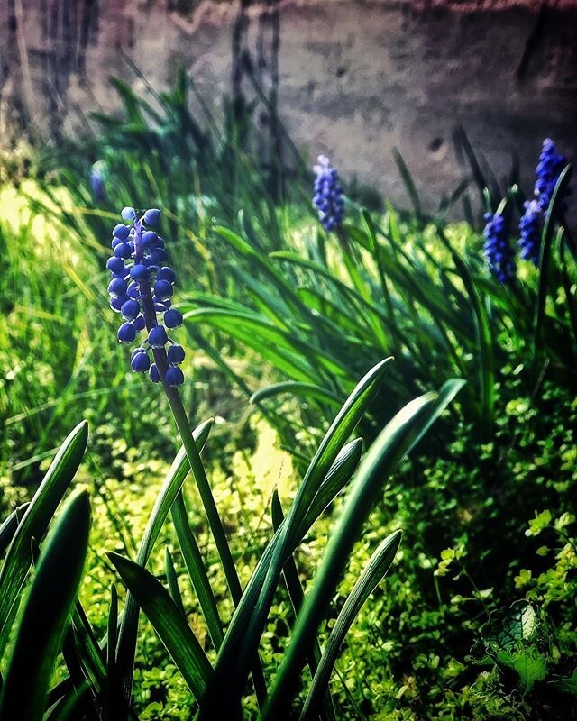 Took a long flower bath in the sunshine this afternoon...my favorite kind of spring cleaning. 😉⁣
⁣
⁣
#springcleaning #flowerbath #grapehyacinth #muscari #sunbath #countrylife #simplepleasures #springflowers #springbulbs #flowersmakemehappy #purplefl